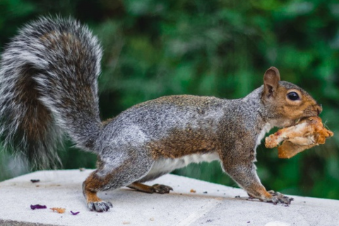 Do squirrels 2024 eat cat food